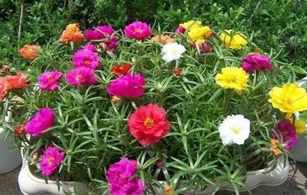 暖春来临时,培育太阳花认真做好这些事情,盆里将冒出很多新芽