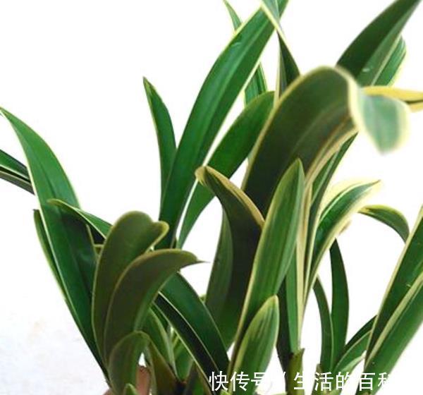 养花试试这款,清新别致,赏心悦目,真的非常好看