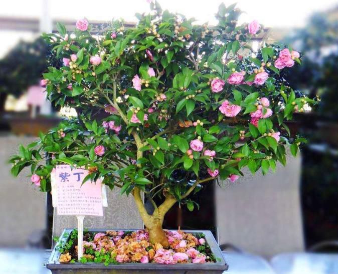 让“紫丁香”枝叶长不停、开花爆盆，其实只需把“3要点”完成好