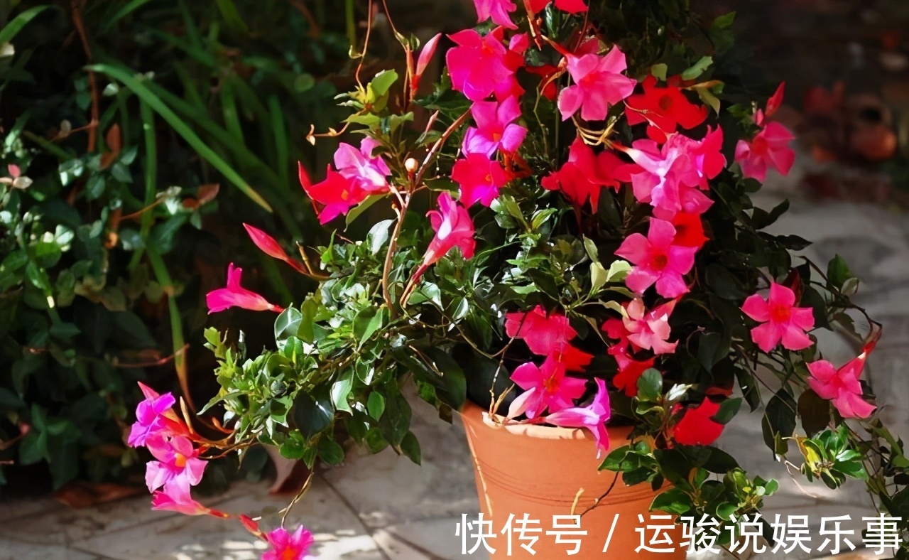 6种花超级喜欢太阳,晒得越多“花”越多,养一盆不亏