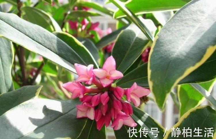 寓意超好的几种花,养人又旺财,开花吉祥富贵,美不胜收