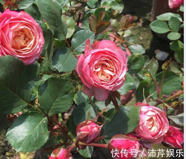 我经常用以下三种水浇花，不用施肥也能让花卉长到爆盆