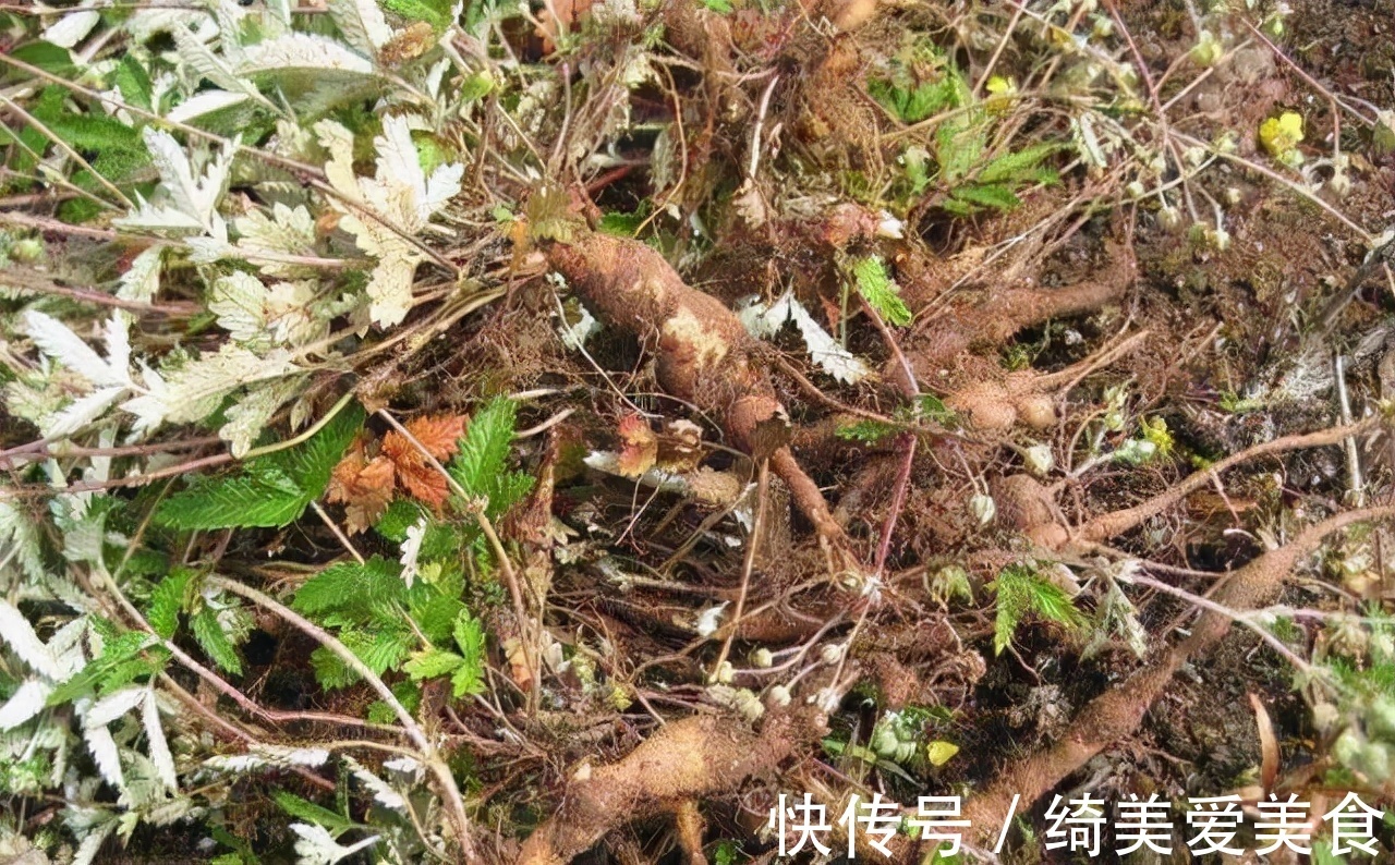鸡腿|农村地下埋着的“大鸡腿”,不光生吃美味,或是治疗糖尿病的良药