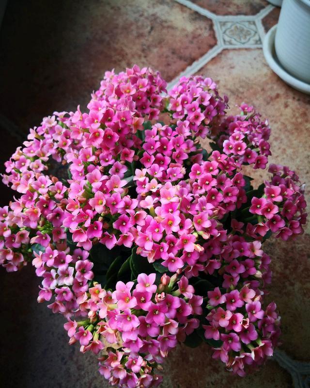 长寿花开成一个大“灯笼”,是怎么做到的?5个要点,缺一不可