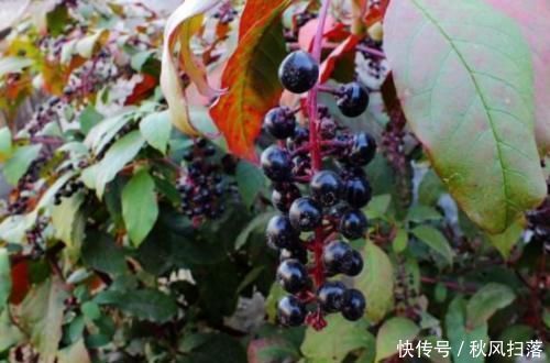 农村|农村常见的“土人参”,能清热解火,解毒散瘀,降血压,你认识吗