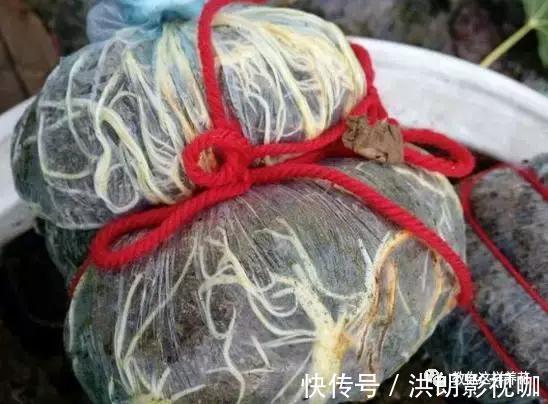 成活率|1个塑料袋1条绳，盆栽1盆变2盆，成活率百分百！