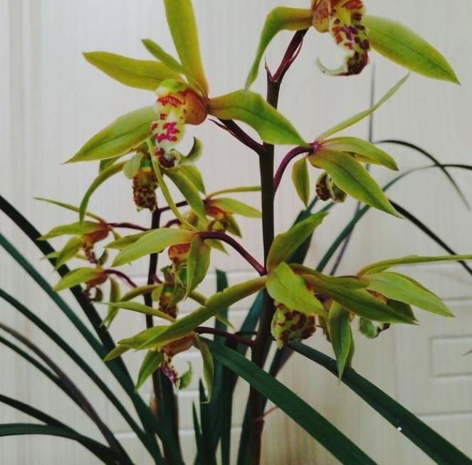  美美|北方养兰难，注意这些照样养出美美的兰花