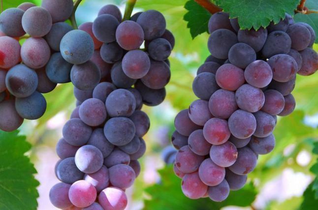 葡萄|想长寿全靠吃,3种食物不可少,补充营养,滋润身体!