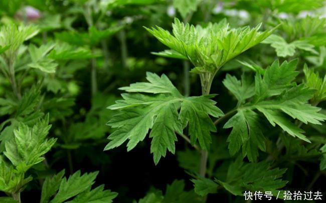 家有艾草,如有一宝老中医常用3大好处来敲门,值得一看