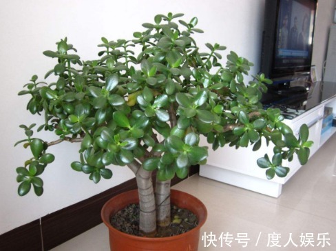 家中养“玉树”,花后“2个”技巧,长期开花,很美丽!