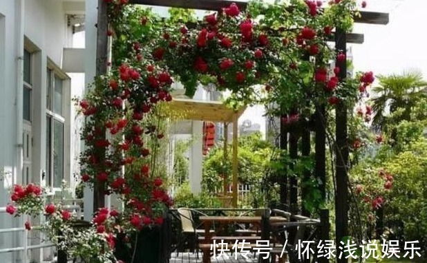 坏习惯|喜欢养花,先戒掉7个坏习惯,不然啥花也养不好,你占了几个?