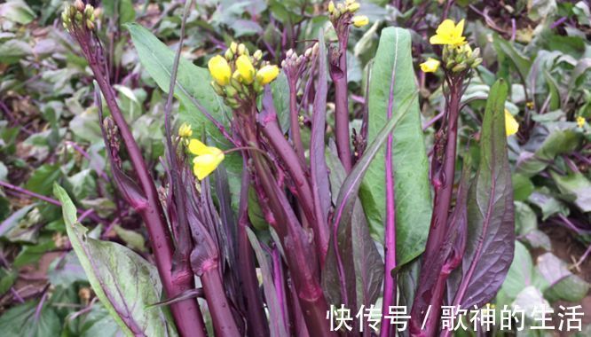 排毒养颜|想长寿要先会吃，三种食物离不开，补充营养，有益健康！