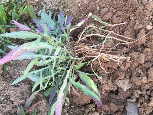 麻菜|一种苦味野菜,长得像蒲公英,60年代一挖一麻袋,你吃过吗?