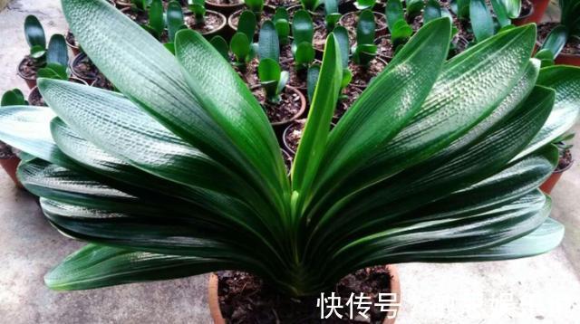 强光|养君子兰有“六怕”,你知道吗?新手一定要避开