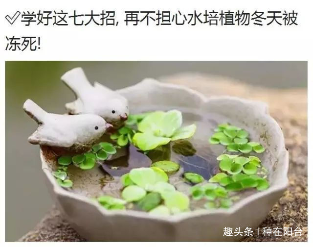 零成本将90地球植物种在阳台上 ，台长教你水陆两栖扦插法