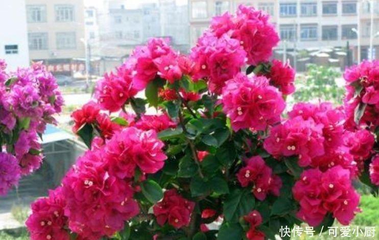 谁见了都喜欢的“4种花”,比牡丹还漂亮,养家里太棒了