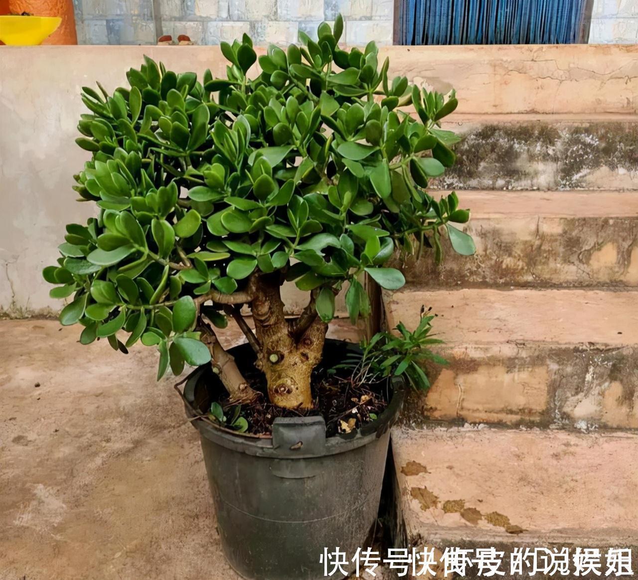 根系|寿命长的“3种花”,最喜欢用小盆栽种,盆越“小”长得越好