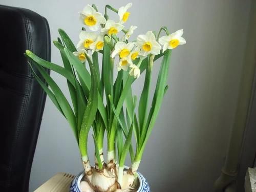 4种高颜值花，让人又爱又恨，再喜欢也别养在室内！