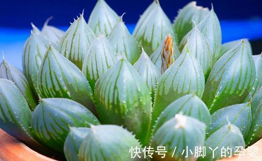 闷养的2种多肉植物,越闷越饱满,越养越好看