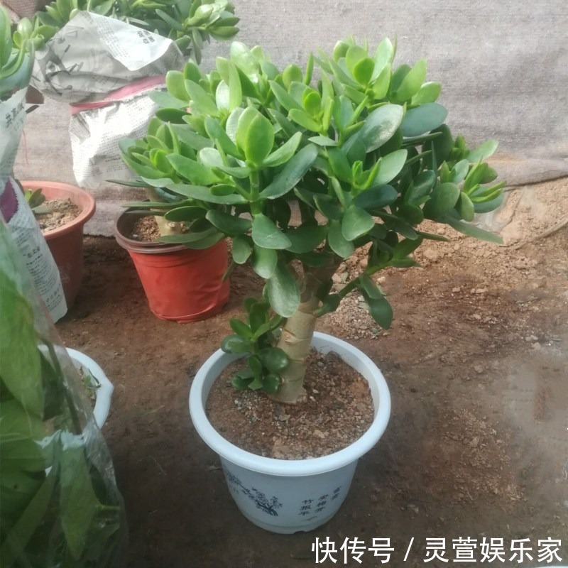 寓意|昂贵的盆栽别再买,看几种绿植,容易成活美观养眼