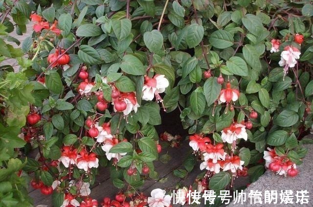 绿萝|比绿萝还漂亮的花,一个枝泡水里,10天长根,喜庆好看,一开99朵