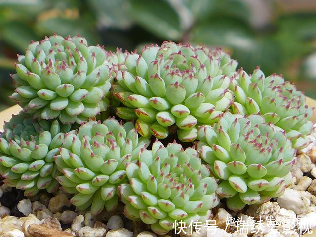 新手|公认的叶插能力很强的10种多肉,新手放心养,轻松变成多肉大户