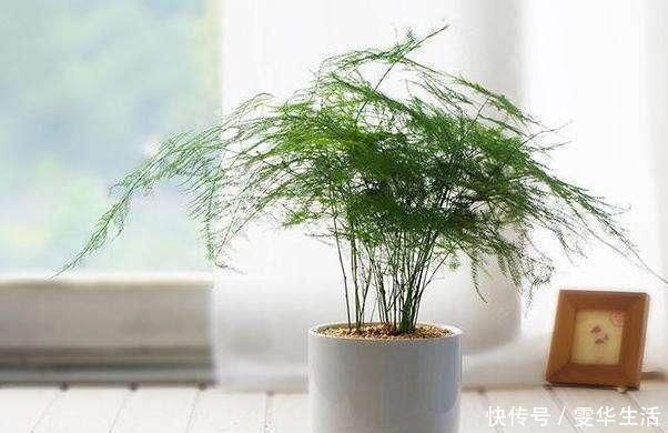 阳台|这几种花远离阳台,温度一高就晒黄叶,一时半会无法返青