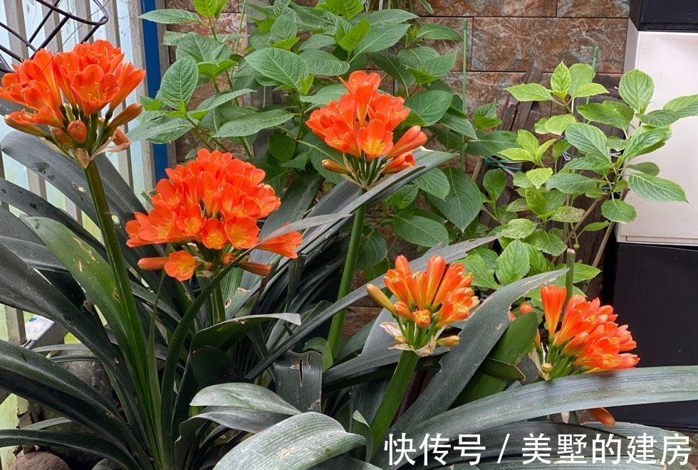 叶片|秋季养君子兰的2个正确步骤,叶片厚绿,花期顺利开出“手捧花”