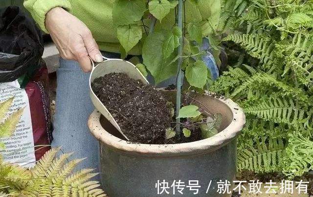 花盆|换盆的旧土别扔！加点“烂东西”，肥沃流油，养啥花旺啥花