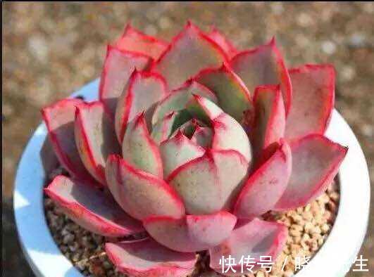 冬日养多肉难出状态?做好5件事,茎叶长得又肥又艳