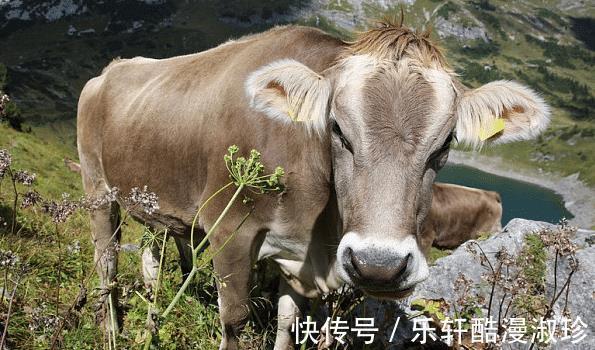 窘境|9月起，生肖牛、生肖羊、生肖龙窘境退去，前途光明，事业创新高