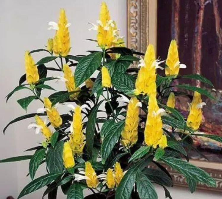 这几款植物养在家里,花期长易打理,简单易成活,纯洁美