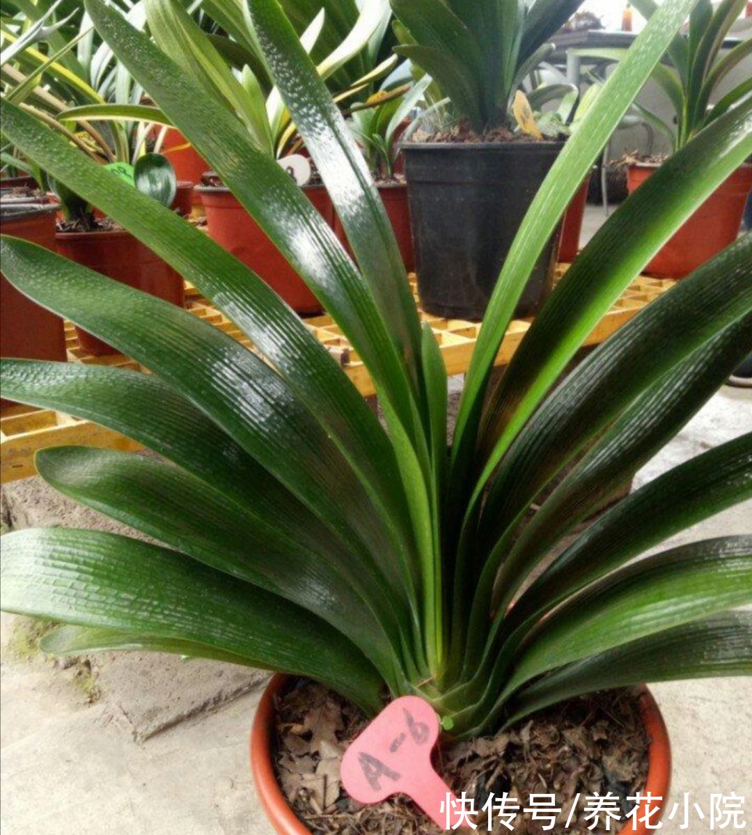 烂根|7、8月养君子兰，就怕做错4件事，容易造成烂根黄叶