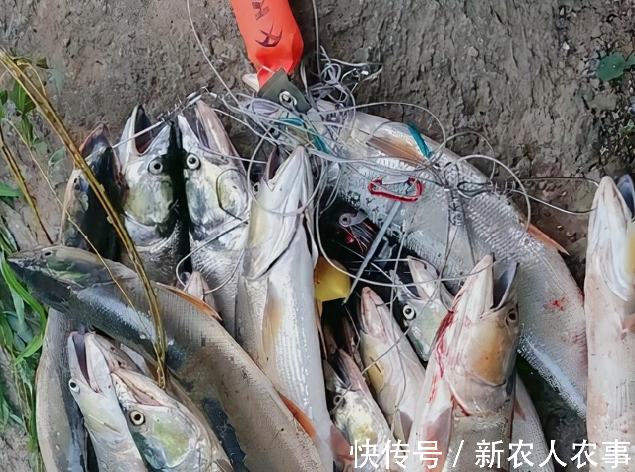 江苏一男子野钓捅了水老虎窝,一不小心就爆护了,网友:适当索取