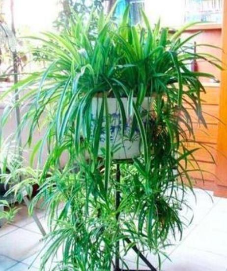 4种花深受花友喜欢,开花爆盆很简单,厨房养2盆,漂亮又净化空气