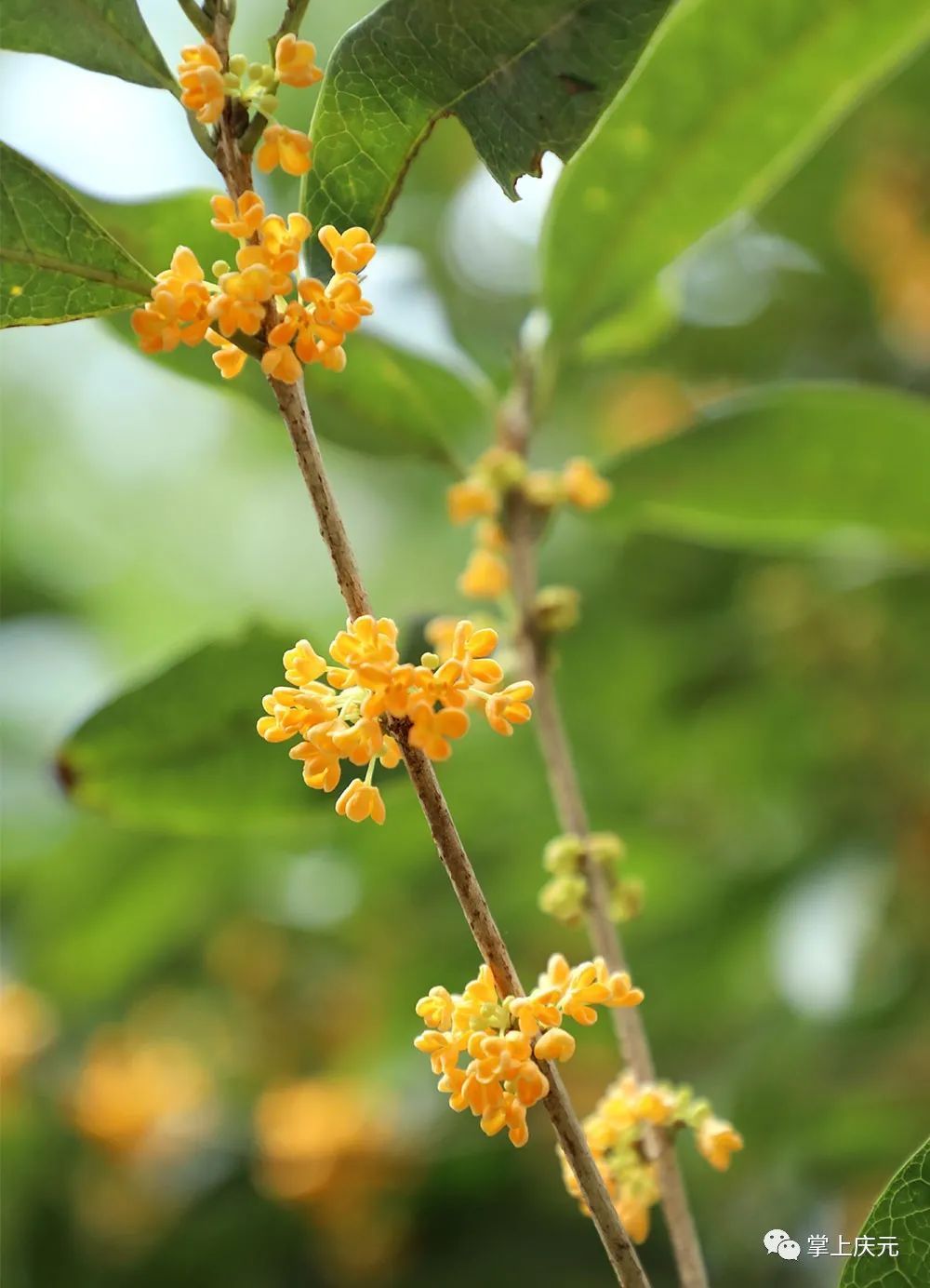 高温|真香！高温“搅乱”花期，桂花虽迟但到