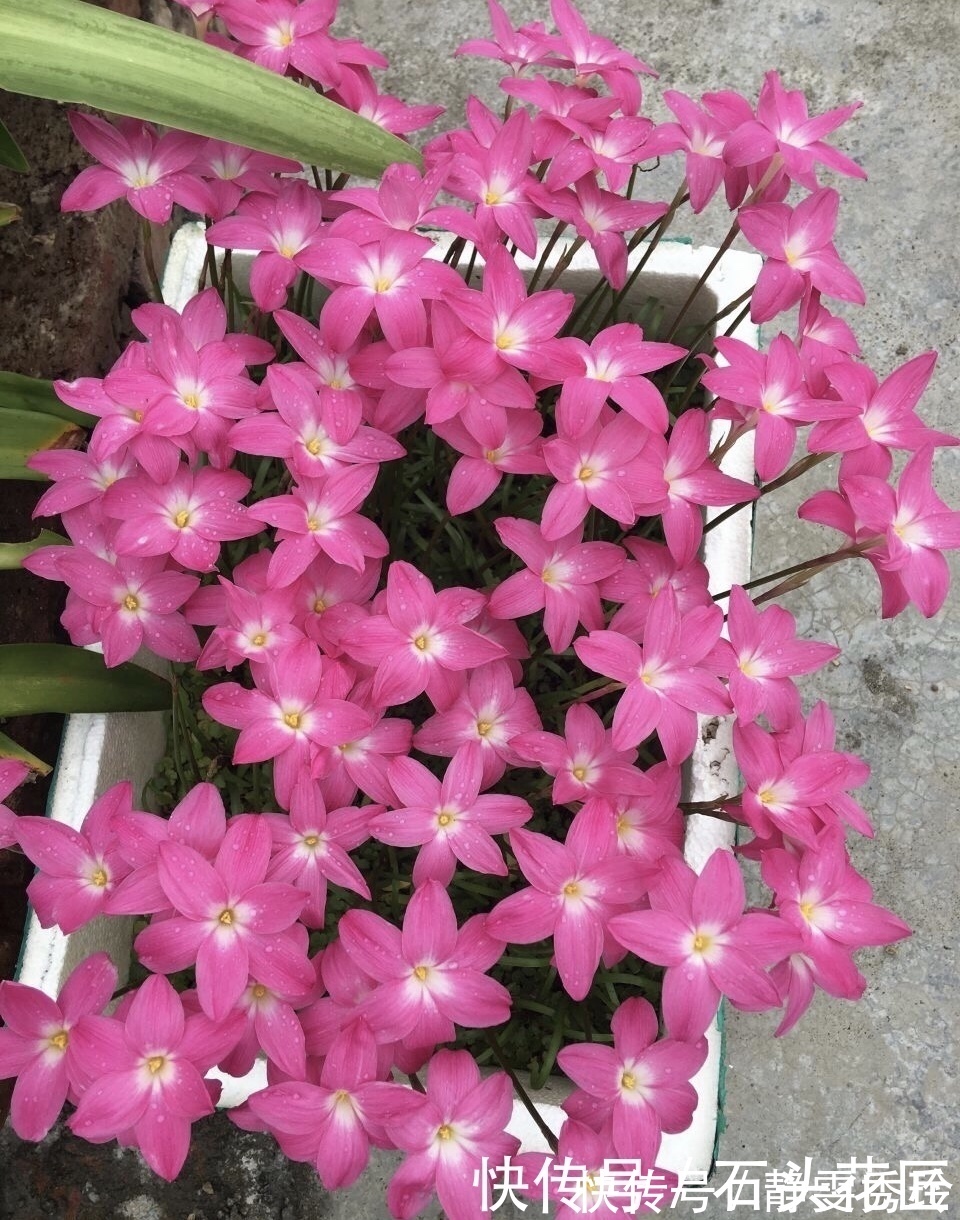 风雨兰|花友评选出6种“良心”好花,价格不高、花朵都是“高颜值”