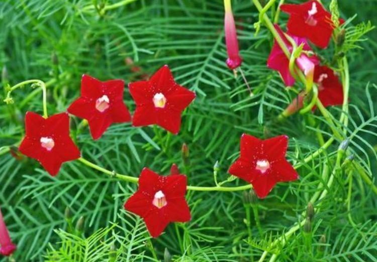 阳台养这几朵花,花开不断,好养易开花,养在家中香飘满屋