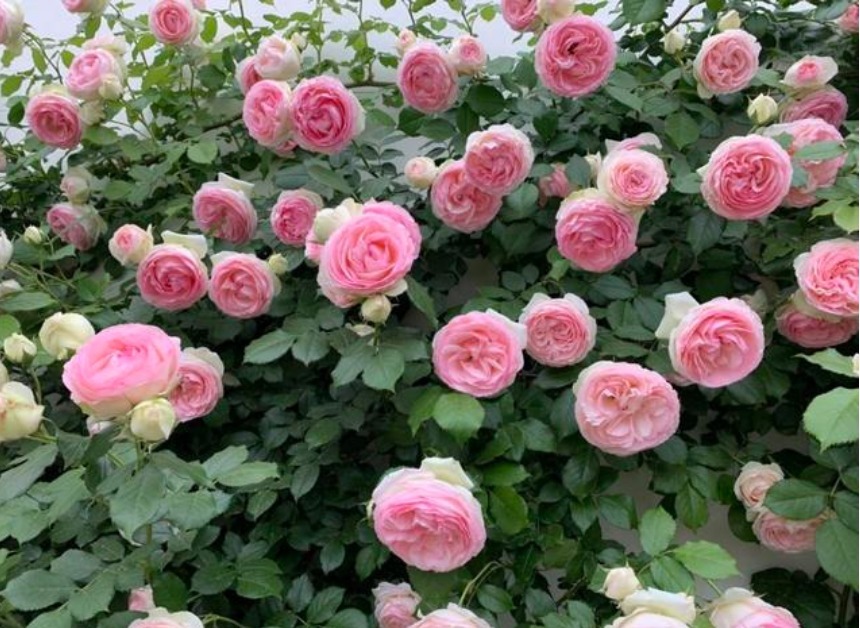 康乃馨|4种花漂亮又好养，花期长达200天，比牡丹好看，比吊兰好养