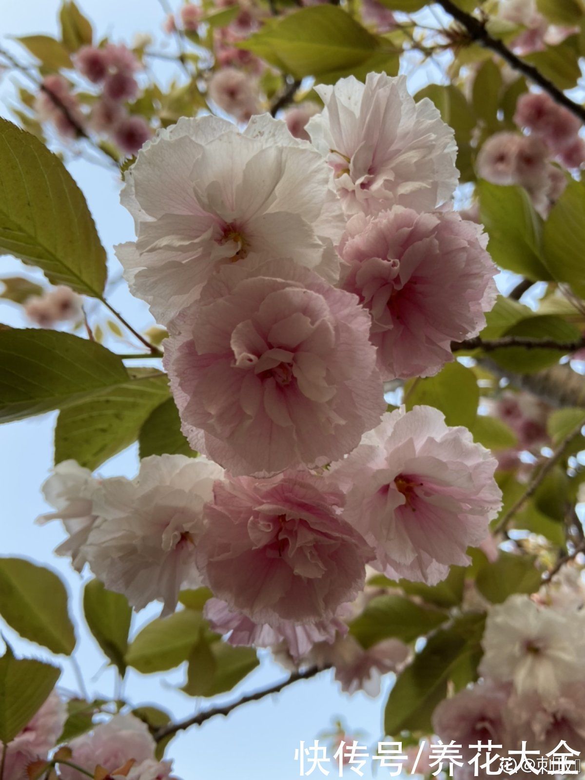 农村人的院子超上档次,种花不在多,关键是选好品种