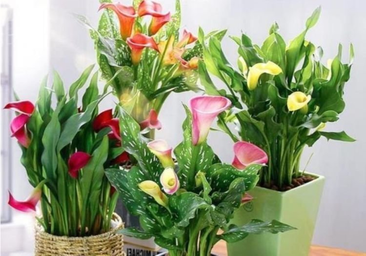 家里养此款花卉,便宜又好养,满屋飘香,庭院养,十里飘香