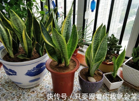 “有害气体”最烦5种花，家里养几盆，守护家人健康