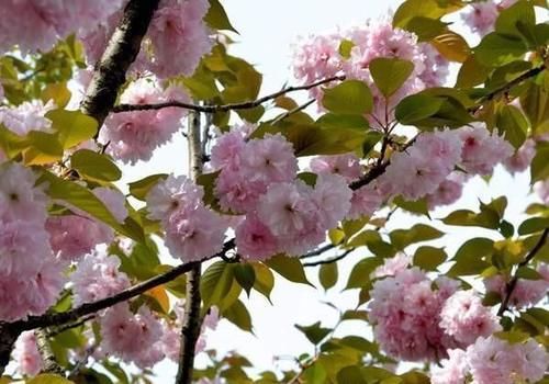 日本晚樱和海棠之间的区别在哪？