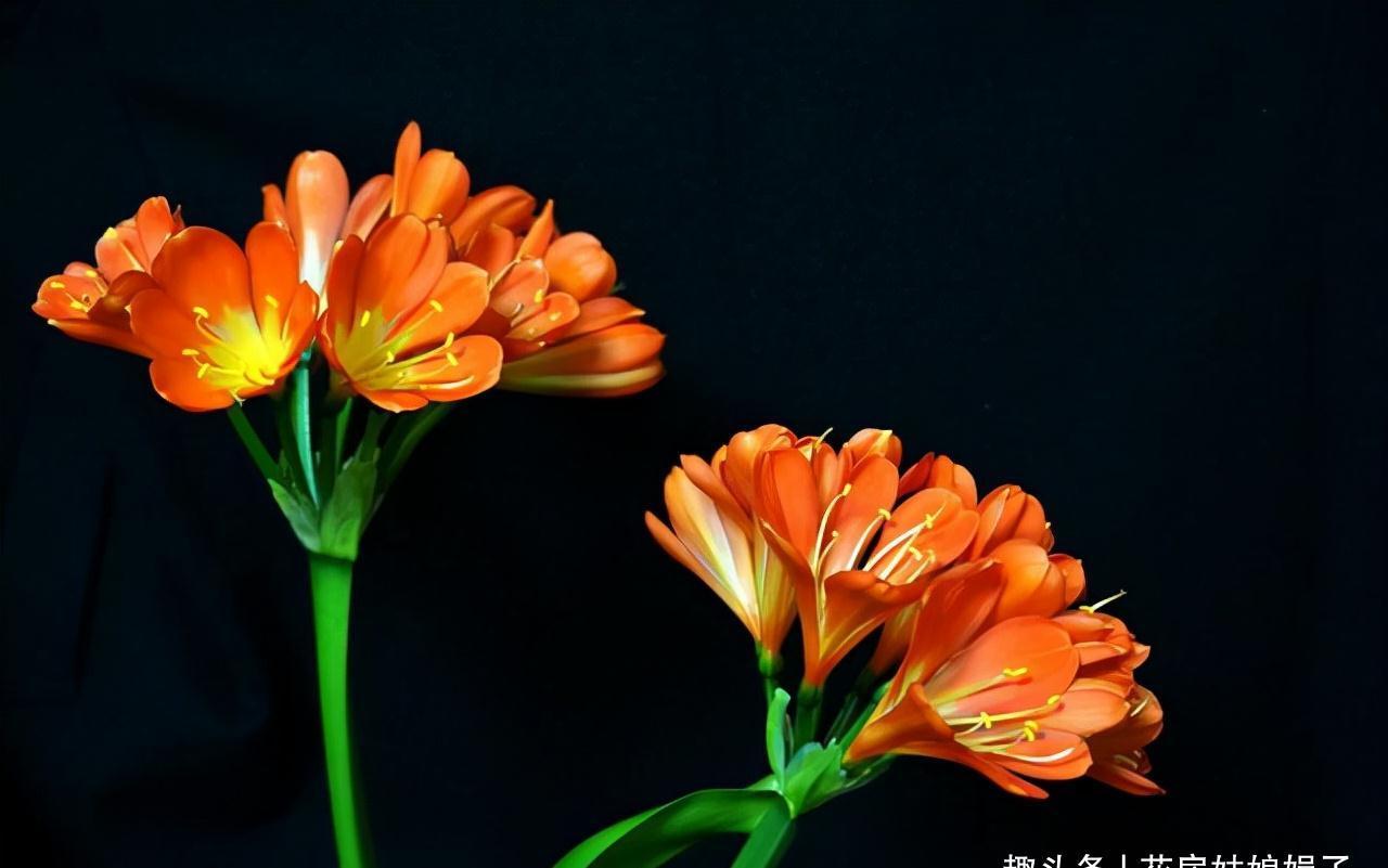 养君子兰犯4个常识性错误,难怪越养越差难见花开,新手要规避掉