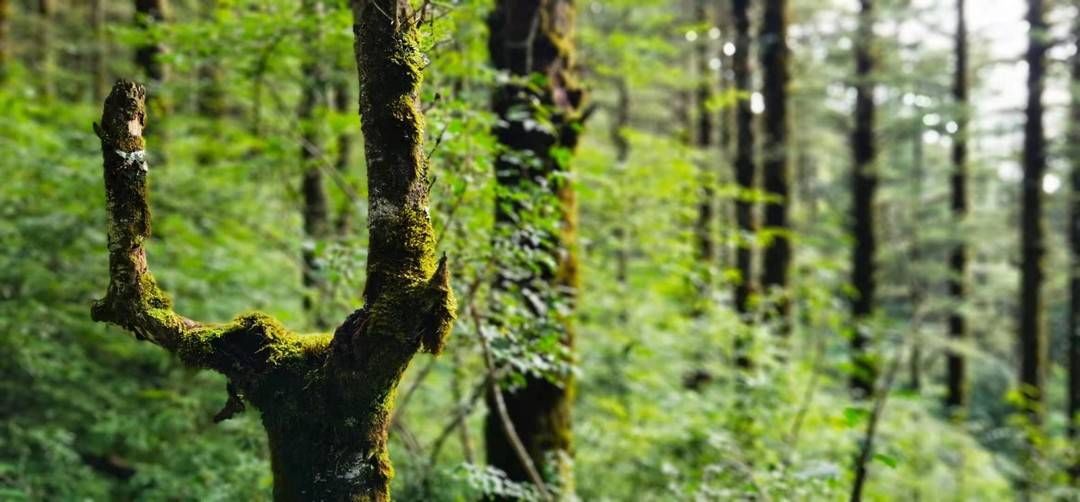 余光中|于丹峨眉山“重逢”李白，“文化大讲堂”带来跨越千年的乡愁