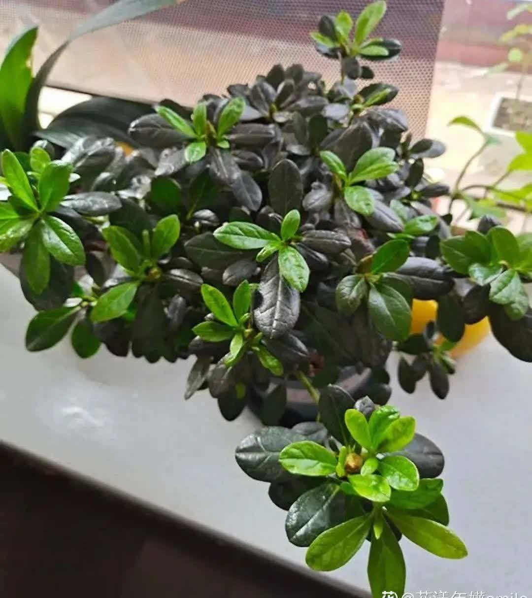 蝴蝶兰开花不是一次性,花后剪一剪,还能继续开花