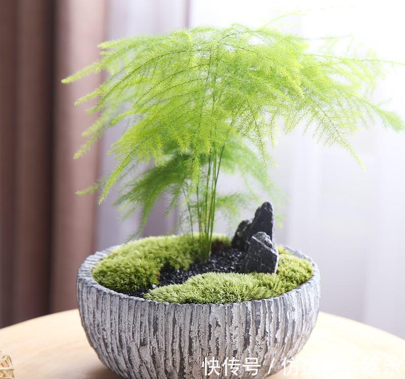 8种“吉利花”,要用“穷养法”,小盆养老桩,富贵又旺家