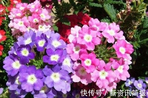 春夏秋冬|花期超长的“3种花”,从春开到冬,一开就是200多天,值得养!