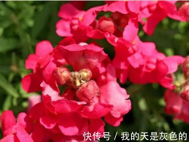 4种花美的出奇，不仅花好看，名字也好听，满树都是花朵，漂亮！