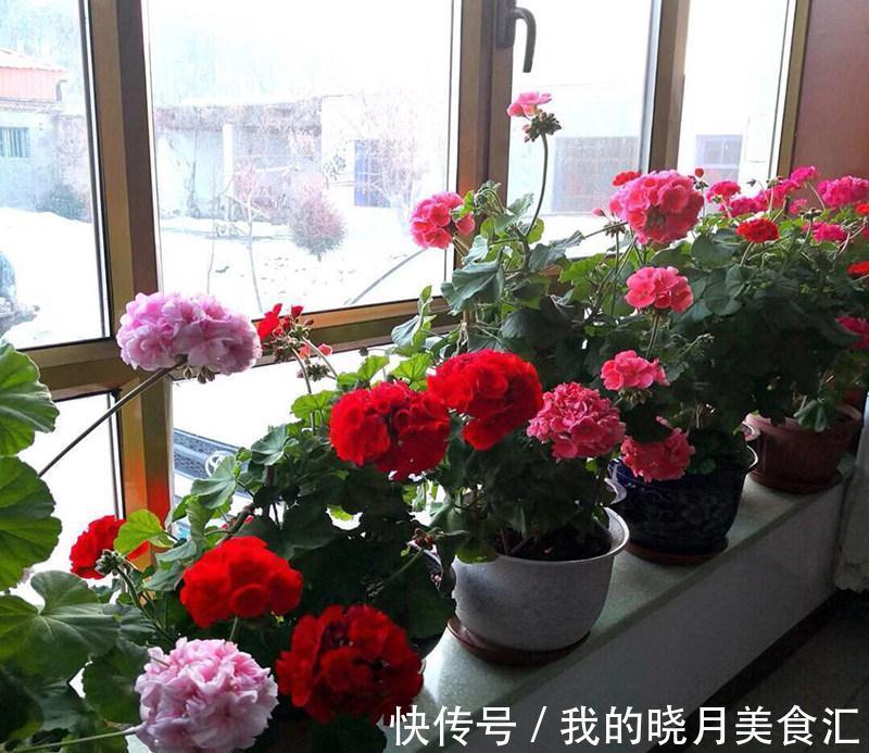 天冷就养“6种花”,越冷越爱开花,吉祥“喜庆”又高档